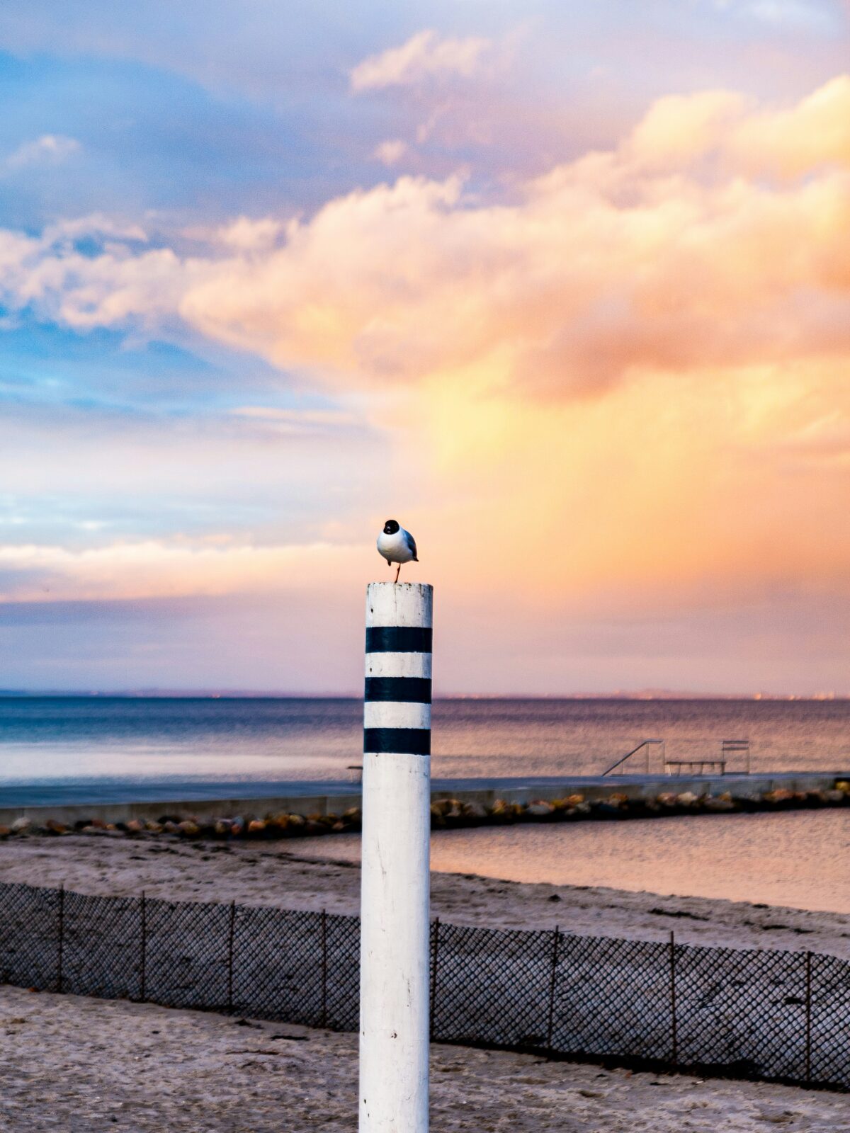 Möve sitzt auf Pfahl vor Meer bei Sonnenuntergang